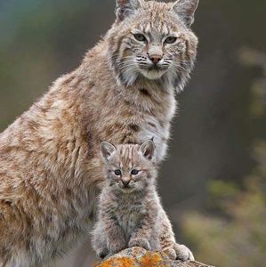 Meet your Posher, Janet